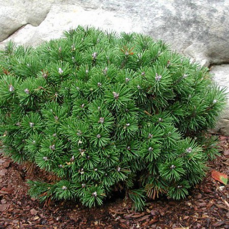 Pinus mugo "Mops" - borovica horská